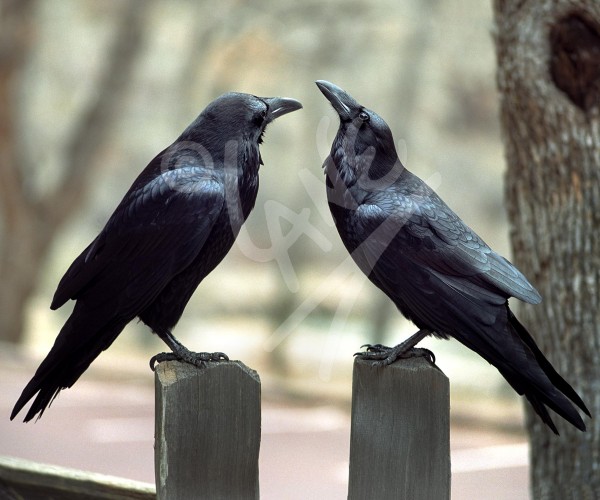 UTAH Zion National Park UTAH Zion National Park